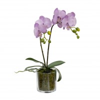 40CM ORCHID IN CYLINDER GLASS